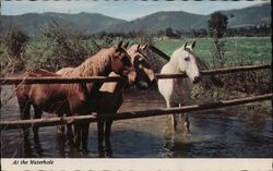 Horses at the Waterhole Postcard