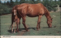 Mare and Foal Postcard