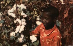 Lot of 1000 Unused Vintage Postcards: Boy Picking Cotton Postcard