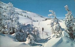 Winter Wonderland Cross Country Skiing Postcard