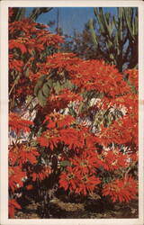 Poinsettia, Euphorbia Pulcherrima Postcard