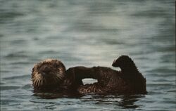 Sea Otter with Pup Postcard