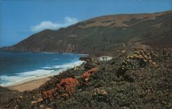 Summer Blooms on Monterey Coastline near Big Sur, California Mike Roberts Postcard Postcard Postcard