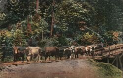 Logging with Oxen Postcard