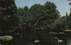 Lithia Park, Ashland, Oregon - Swans on Lake Postcard