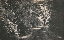 Scenic View, Country Road, Trees Postcard