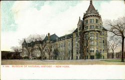 Museum Of Natural History New York, NY Postcard Postcard