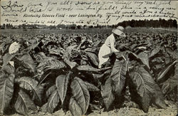 Kentucky Tobacco Field Postcard