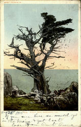 Witch Tree Monterey, CA Postcard Postcard