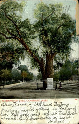 Washington Tree Cambridge, MA Postcard Postcard