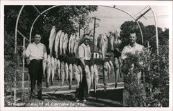 Group of Men with their Grouper Catch, Carrabelle, Florida Postcard Postcard Postcard