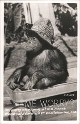 Chimpanzee in Wagon, G.B. Ross General Store Postcard