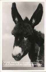 Donkey Mule I'm Not Kicking Chattahoochee Florida Postcard Postcard Postcard