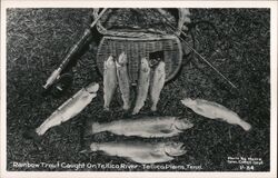 Rainbow Trout, Tellico River Tellico Plains, TN Postcard Postcard Postcard