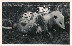 Opossum Family "We are Traveling Through Cumberland Gap" Postcard