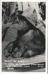 Chimpanzee Wearing a Straw Hat at Chilhowee Steak House Etowah, TN Postcard Postcard Postcard