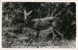 Deer in Cherokee National Forest Tellico Plains, TN Postcard Postcard Postcard