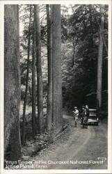 Virgin Timber, Cherokee National Forest, Tellico Plains Tennessee Postcard Postcard Postcard