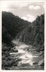 Tellico River, Cherokee National Forest Postcard