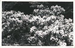 Mountain Laurel at Linville Falls, NC North Carolina Postcard Postcard Postcard