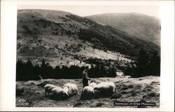 Shepherd of Roan Mountain with Sheep Postcard