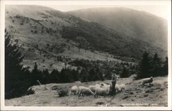 Roan Mountain Tennessee Sheep with Shepherd Postcard Postcard Postcard