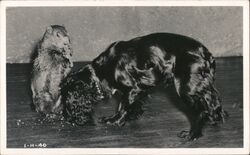 Woodchuck and Black Dog Dogs Postcard Postcard Postcard