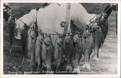 String of Bass Caught at Fort Loudon Dam Postcard