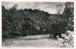 Muscatatuck River, Muscatatuck State Park North Vernon, IN Postcard Postcard Postcard