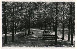 Muscatatuck State Park Picnic Grounds Postcard