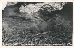 Mountain Trout at Linville Caverns, Western North Carolina Postcard