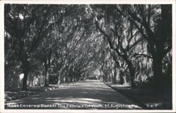 Moss Covered Oaks at Fountain of Youth, St. Augustine Florida Postcard Postcard Postcard