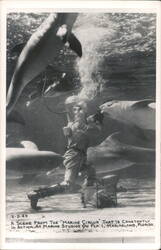 Diver with Dolphins, Marine Studios, Marineland, Florida Postcard Postcard Postcard