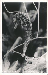 Seahorse, Marine Studios, Marineland, Florida Postcard