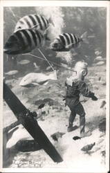 Diver Feeding Fish at Marineland, Florida Postcard Postcard Postcard