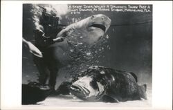 Drugged Shark, Giant Grouper, Diver, Marine Studios Marineland, FL Postcard Postcard Postcard