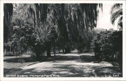 Street Scene with Spanish Moss, Pomona Park, Florida Postcard Postcard Postcard