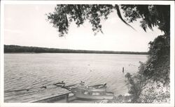 Vintage Boats Docked on Lake with Spanish Moss Postcard