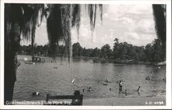 Gold Head Branch State Park, Florida - Swimming Keystone Heights, FL Postcard Postcard Postcard