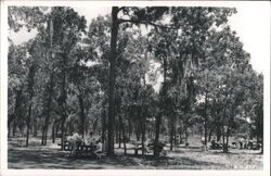 Picnic area Gold Head Branch State Park Keystone Heights, FL Postcard Postcard Postcard