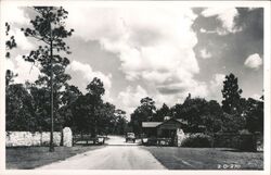 Highlands Hammock State Park Entrance Road Sebring Florida Postcard