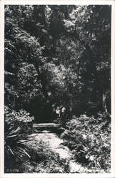 Couple on Path, Lush Foliage Keystone Heights, FL Postcard Postcard Postcard