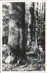 Joyce Kilmer Memorial Forest Large Tree Postcard