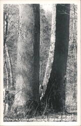 Joyce Kilmer Memorial Trees, NC Postcard