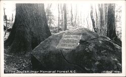 Joyce Kilmer Memorial Forest, Nantahala National Forest, NC Postcard