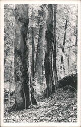 Joyce Kilmer Memorial Forest Trees Near Robbinsville, NC Postcard