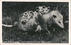 Opossum Family with Babies on Back Going to Florida State University Tallahassee, FL Postcard Postcard Postcard