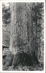 Giant Poplar "Walking Stick" Tree, Great Smoky Mountains Postcard