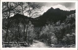 Spring Time in the Smokies, Great Smoky Mountains National Park North Carolina Postcard Postcard Postcard