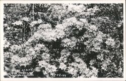 Flame Azalea Bush, Great Smoky Mountains National Park North Carolina Postcard Postcard Postcard